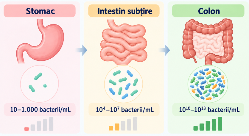 Schemă a densității bacteriene pe segmentele tubului digestiv, de la stomac la colon